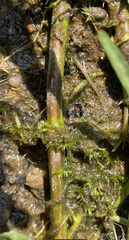 Hygroamblystegium varium