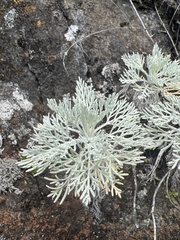 Artemisia mauiensis