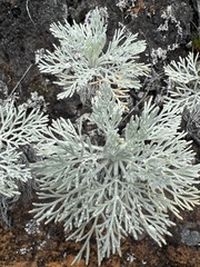 Artemisia mauiensis