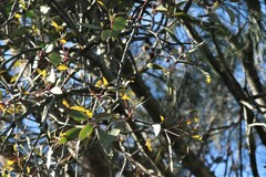 Muellerina eucalyptoides