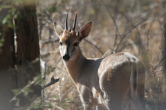 Sylvicapra grimmia caffra