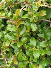 Eurya crenatifolia
