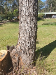 Corymbia trachyphloia