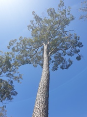 Corymbia trachyphloia