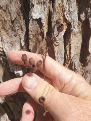 Corymbia trachyphloia