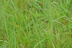 Desmodium illinoense