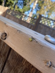 Misumena vatia