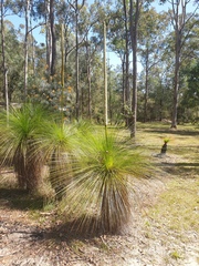 Xanthorrhoea johnsonii