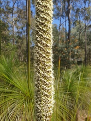 Xanthorrhoea johnsonii