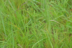 Desmodium illinoense