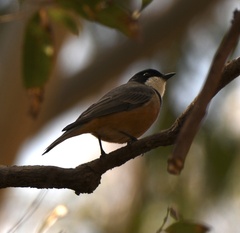 Pachycephala rufiventris