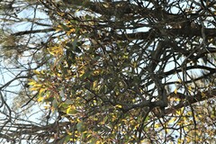 Muellerina eucalyptoides
