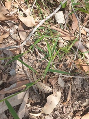 Ottochloa gracillima