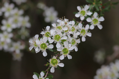 Leptospermum polygalifolium