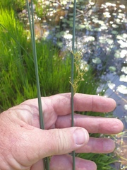 Juncus continuus