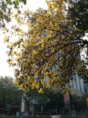 Fraxinus pennsylvanica