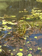 Philydrum lanuginosum