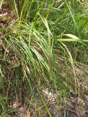 Gahnia aspera