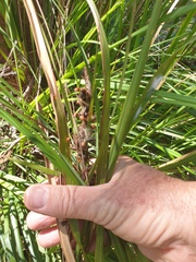 Gahnia aspera