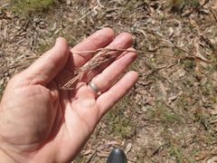 Cymbopogon refractus