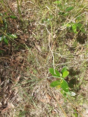 Cymbopogon refractus