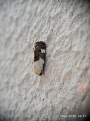 Acontia lucida