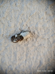 Acontia lucida