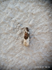 Acontia lucida