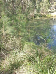 Allocasuarina littoralis
