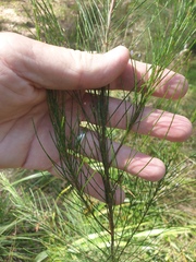 Allocasuarina littoralis