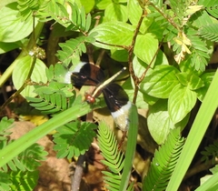 Neurothemis tullia