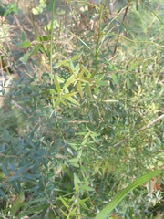 Acrotriche aggregata