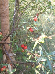 Acrotriche aggregata