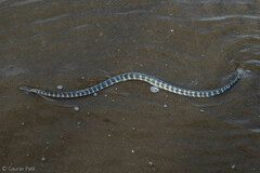 Hydrophis schistosus