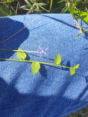 Lobelia quadrangularis