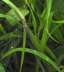 Aciagrion occidentale