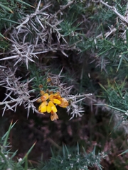 Ulex