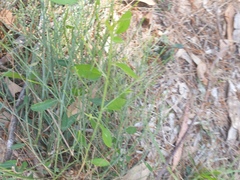 Synostemon hirtellus
