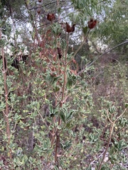 Cistus