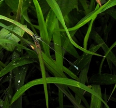 Aciagrion occidentale