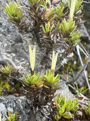 Coprosma ernodeoides