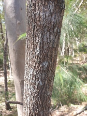 Allocasuarina littoralis