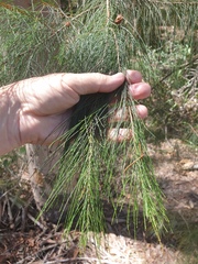 Allocasuarina littoralis