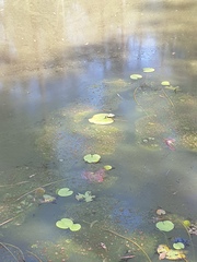 Nymphoides indica