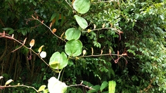 Smilax