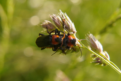 Cantharis fusca