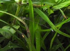 Aciagrion occidentale
