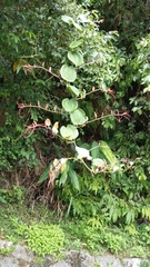 Smilax