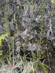 Coprosma ernodeoides