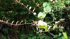 Smilax